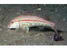 Red Goatfish - Goatfish (<i>Mullus auratus</i>)