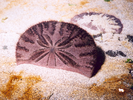 Eccentric Sand Dollar - Echinoderms<br>(<i>Dendraster excentricus</i>)