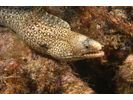 Jewel Moray - Moray<br>(<i>Muraena lentiginosa</i>)