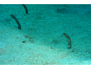 Cortez Garden Eel - Conger (<i>Heteroconger digueti</i>)