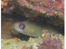 Masked Moray - Moray<br>(<i>Gymnothorax panamensis</i>)