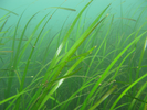 Eelgrass - Algae<br>(<i>Zostera marina / japonica</i>)