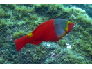 European Parrotfish - Parrotfish<br>(<i>Sparisoma cretense</i>)