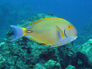 Eyestripe Surgeonfish - Surgeonfish<br>(<i>Acanthurus dussumieri</i>)