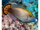 Hawaiian Fantail Filefish - Filefish<br>(<i>Pervagor spilosoma</i>)
