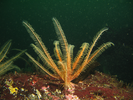 Feather Star - Echinoderms<br>(<i>Florometra serratissima</i>)