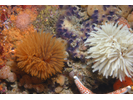 Feather Duster Worm (E. polymorpha) - Annelids<br>(<i>Eudistylia polymorpha</i>)