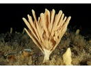 Finger Sponge - Poriferans<br>(<i>Haliclona oculata</i>)
