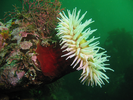Fish-eating Anemone - Cnidarians<br>(<i>Urticina piscivora</i>)