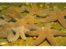 Forbes' Sea Star - Echinoderms<br>(<i>Asterias forbesi</i>)