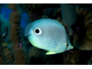 Foureye Butterflyfish - Butterflyfish<br>(<i>Chaetodon capistratus</i>)