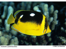 Fourspot Butterflyfish - Butterflyfish<br>(<i>Chaetodon quadrimaculatus</i>)