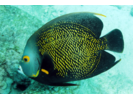 French Angelfish - Angelfish<br>(<i>Pomacanthus paru</i>)