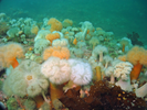 Frilled Anemone - Cnidarians<br>(<i>Metridium senile</i>)