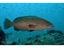 Gag - Seabass<br>(<i>Mycteroperca microlepis</i>)