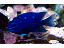 Giant Damselfish juvenile - Damselfish - Jaqueta<br>(<i>Microspathodon dorsalis</i>)