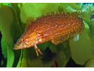 Giant Kelpfish - Clinid<br>(<i>Heterostichus rostratus</i>)