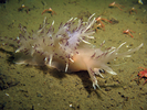 Giant Nudibranch - Mollusks<br>(<i>Dendronotus iris</i>)