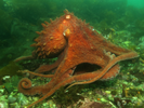 Giant Pacific Octopus - Mollusks<br>(<i>Enteroctopus dofleini</i>)