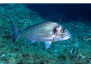 Gilthead Seabream - Porgy<br>(<i>Sparus aurata</i>)