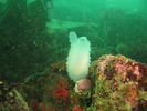 Glassy Sea Squirt - Urochordates<br>(<i>Ascidia paratropa</i>)
