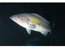 Goldblotch Grouper - Seabass<br>(<i>Epinephelus costae</i>)
