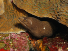 Goldentail Moray - Moray<br>(<i>Gymnothorax miliaris</i>)
