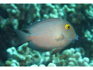 Greensnout Parrotfish - Parrotfish<br>(<i>Scarus spinus</i>)
