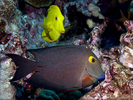 Goldring Surgeonfish - Surgeonfish<br>(<i>Ctenochaetus strigosus</i>)