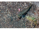 Goldspot Goby - Goby<br>(<i>Gnatholepis thompsoni</i>)