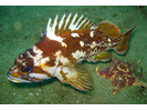 Gopher Rockfish - Scorpionfish<br>(<i>Sebastes carnatus</i>)