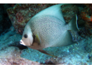Gray Angelfish - Angelfish (<i>Pomacanthus arcuatus</i>)