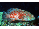 Graysby - Seabass<br>(<i>Cephalopholis cruentata</i>)