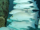 Gray Snapper - Snapper<br>(<i>Lutjanus griseus</i>)