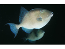 Gray Triggerfish - Triggerfish<br>(<i>Balistes capriscus</i>)
