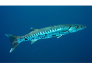 Great Barracuda - Barracuda<br>(<i>Sphyraena barracuda</i>)
