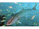 Greater Amberjack - Jack (<i>Seriola dumerili</i>)