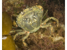 Green Crab - Arthropods<br>(<i>Carcinus maenus</i>)