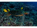 Green Sea Turtle - Sea Turtles<br>(<i>Chelonia mydas</i>)