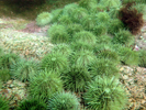 Green Sea Urchin - Echinoderms<br>(<i>Strongylocentrotus droebachiensis</i>)