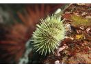 Green Sea Urchin - Echinoderms<br>(<i>Strongylocentrotus droebachiensis</i>)
