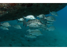 Graybar Grunt - Grunt - Burro (<i>Haemulon sexfasciatum</i>)