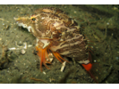 Grunt Sculpin - Sculpin<br>(<i>Rhamphocottus richardsonii</i>)