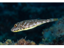 Guinean Pufferfish - Puffer<br>(<i>Sphoeroides marmoratus</i>)