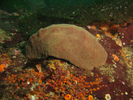 Gumboot Chiton - Mollusks<br>(<i>Cryptochiton stelleri</i>)