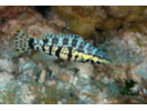 Harlequin Bass - Seabass (<i>Serranus tigrinus</i>)