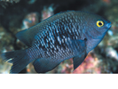 Hawaiian Gregory - Damselfish<br>(<i>Stegastes marginatus</i>)