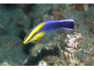 Hawaiian Cleaner Wrasse - Wrasse <br>(<i>Labroides phthirophagus</i>)