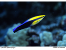 Hawaiian Cleaner Wrasse - Wrasse <br>(<i>Labroides phthirophagus</i>)
