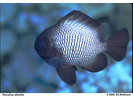 Hawaiian Dascyllus - Damselfish<br>(<i>Dascyllus albisella</i>)